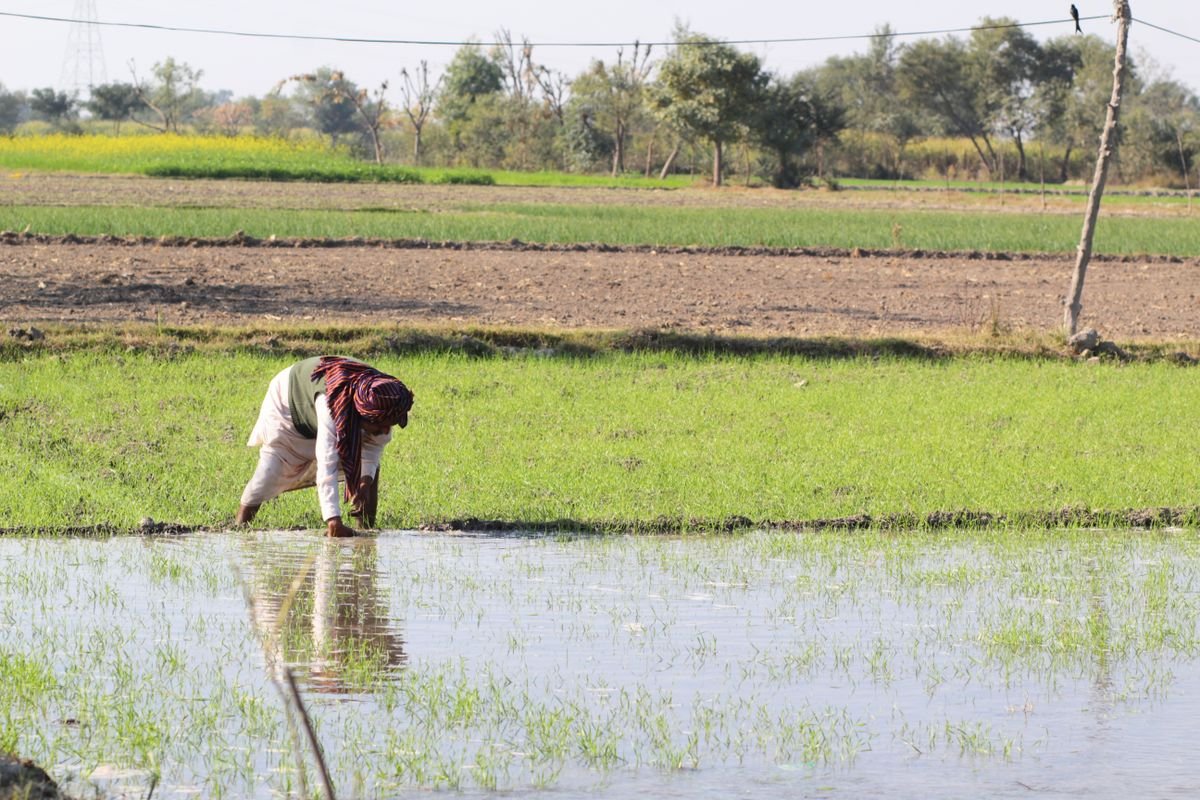 Farmer tending rice crops by hand in a rural paddy field, illustrating subsistence agriculture