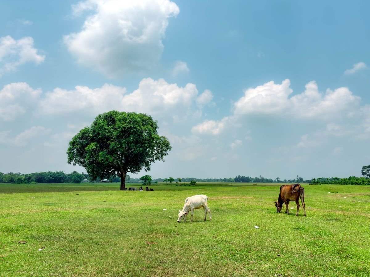 Cattle grazing on open grassland in a rural village, illustrating a traditional pastoral economy