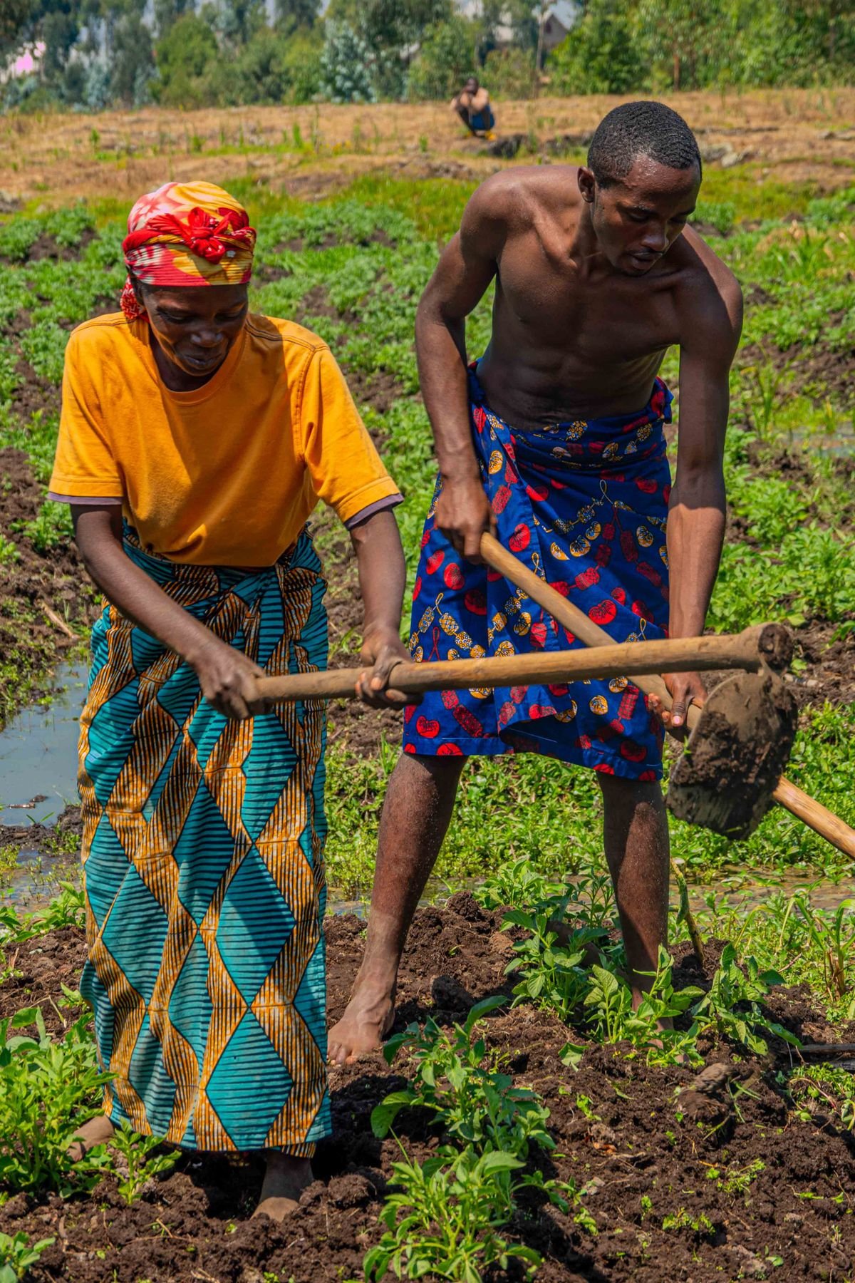 Two people working a rural field together with hand tools